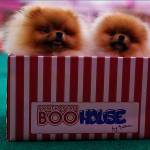 Pomeranian Boo House by Serkan Kömür